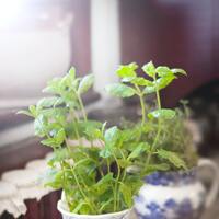 Kekik nasıl tüketilir?