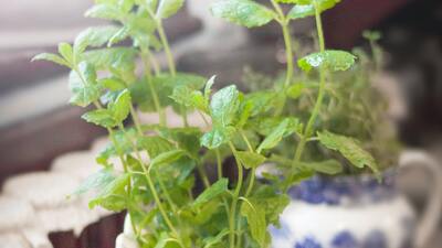 Kekik nasıl tüketilir?