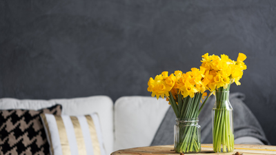 Nergis nasıl bakılır?