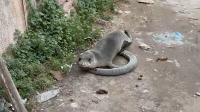 Görenler şok oldu! Yavru fok sokak ortasında!