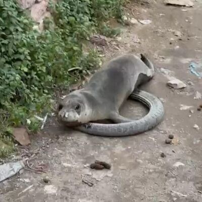 Görenler şok oldu! Yavru fok sokak ortasında!