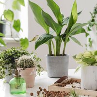 Banyo bitkileri ve çiçekleri: banyoya hangi bitkiler konur?