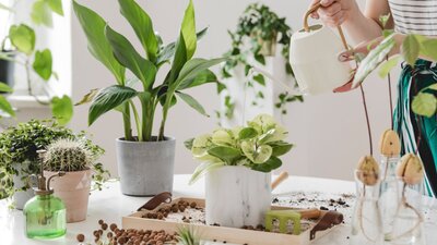 Banyo bitkileri ve çiçekleri: banyoya hangi bitkiler konur?