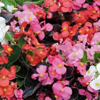 Begonya nasıl bakılır?