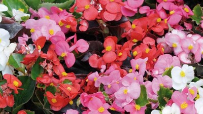 Begonya nasıl bakılır?