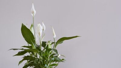 Barış çiçeği nasıl bakılır?