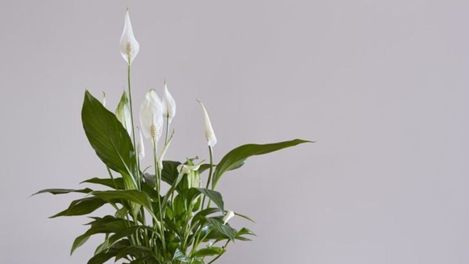 Barış çiçeği nasıl bakılır?