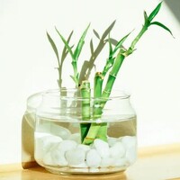 Bambu nasıl bakılır?