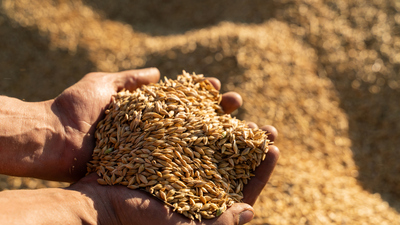 Arpa nasıl tüketilir?