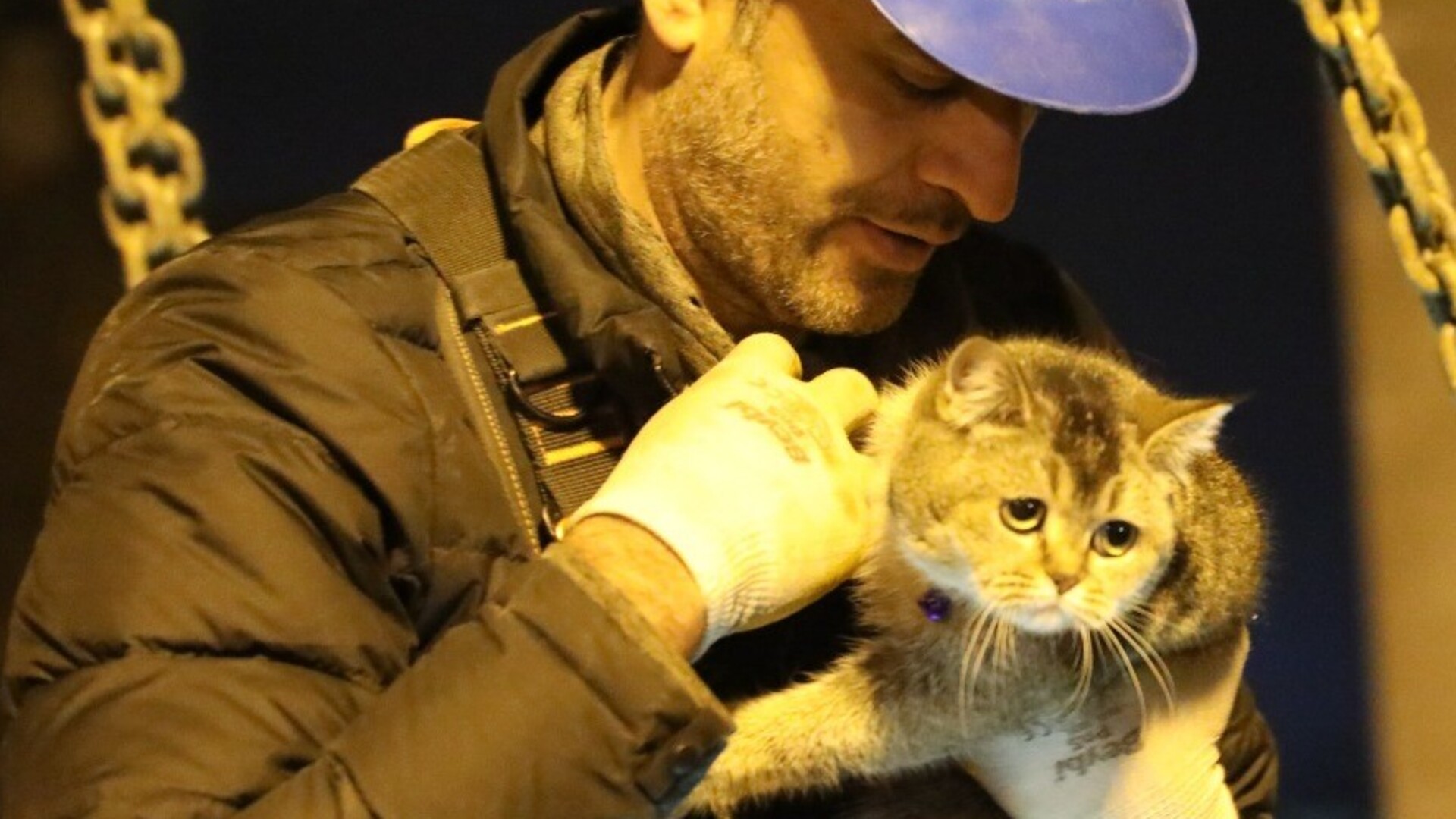 Котик пожарник. День спасения кошек. Российские пожарные. День спасения кошек. День спасения кошек.