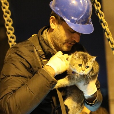 İş merkezinde 7 kedi, 1 köpek kurtarıldı