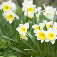 Fulya çiçeği bakımı nasıl yapılır?