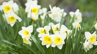 Fulya çiçeği bakımı nasıl yapılır?