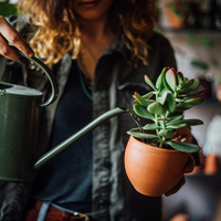 Kaktüs nasıl bakılır?