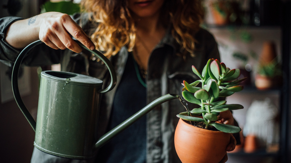 Kaktüs nasıl bakılır?