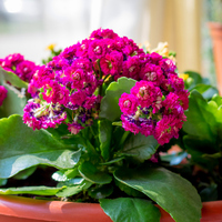 Kalanşo nasıl bakılır?