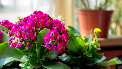 Kalanşo nasıl bakılır?