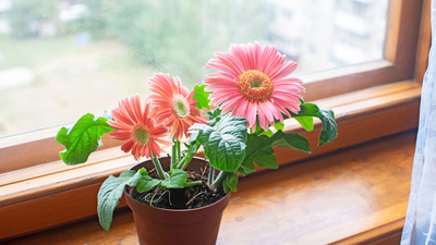 Gerbera nasıl bakılır?