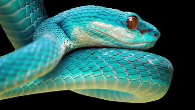 Yılan türleri, cinsleri ve özellikleri