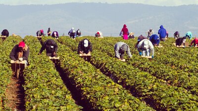 Mevsimlik tarım işçilerinin ücreti yüzde 87 arttı