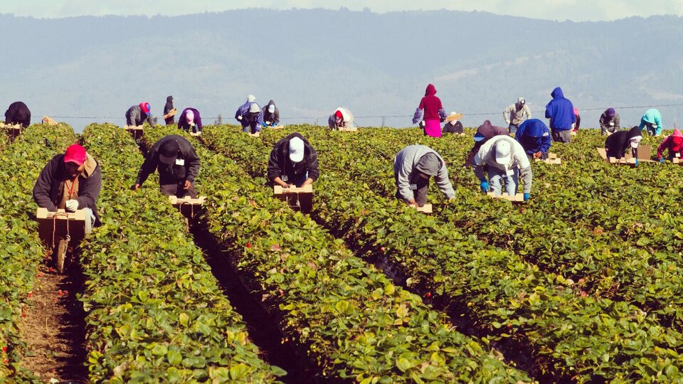 Mevsimlik tarım işçilerinin ücreti yüzde 87 arttı