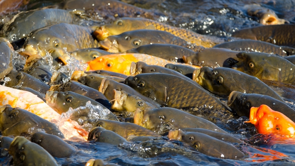 Balık türleri, cinsleri ve özellikleri