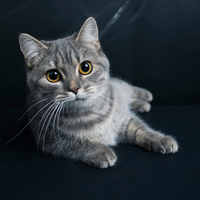 Cins kedi türleri, cinsleri ve özellikleri