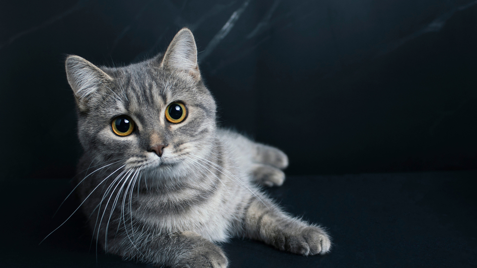 Cins kedi türleri, cinsleri ve özellikleri