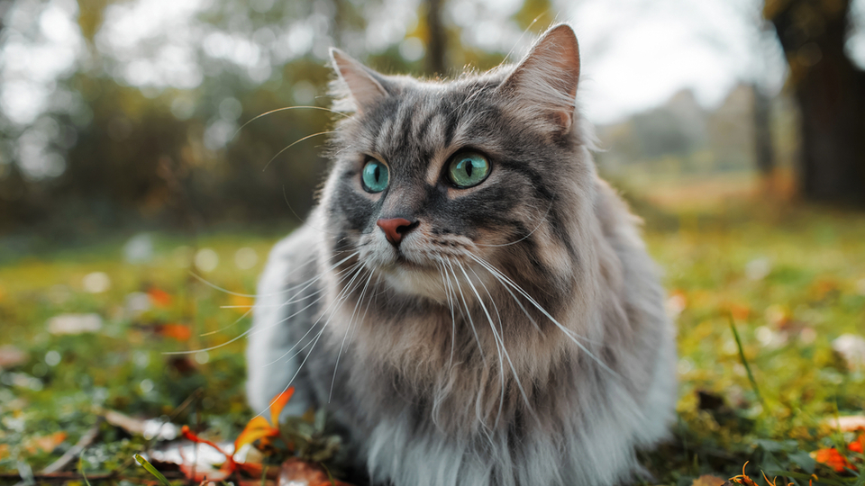 Kedi türleri, cinsleri ve özellikleri