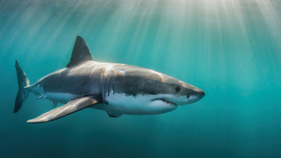 Köpek balığı türleri