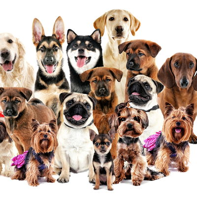 Köpek türleri