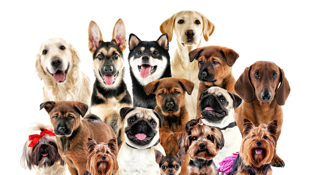 Köpek Türleri, Cinsleri ve Özellikleri: Köpek Türleri ve Çeşitleri Neler?