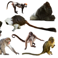 Maymun türleri, cinsleri ve özellikleri