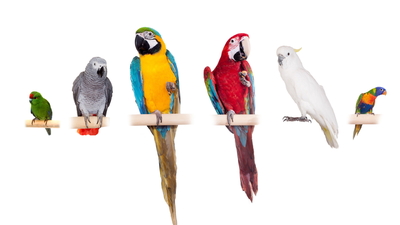 Papağan türleri, cinsleri ve özellikleri