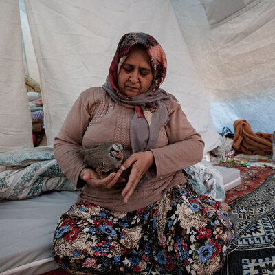 Çadıra yerleşen depremzede aile, kekliklerini de unutmadı