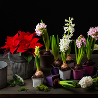 Açelya nasıl bakılır?