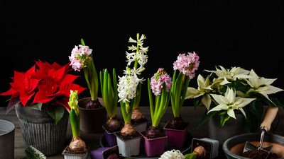 Açelya nasıl bakılır?