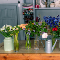 Anemon nasıl bakılır?