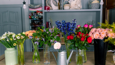 Anemon nasıl bakılır?