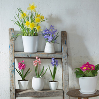 Atatürk çiçeği nasıl bakılır?