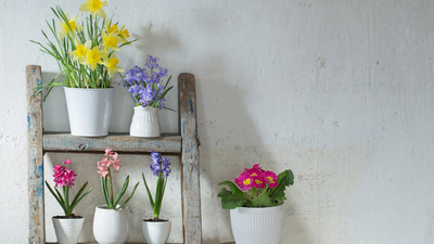 Atatürk çiçeği nasıl bakılır?