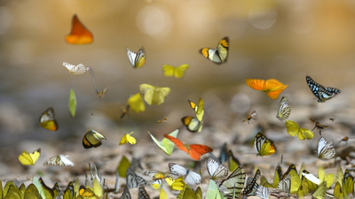 Kelebek türleri ve çeşitleri nelerdir?