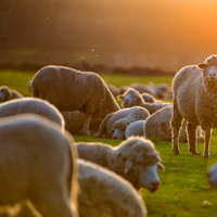 Koyun türleri ve çeşitleri nelerdir?