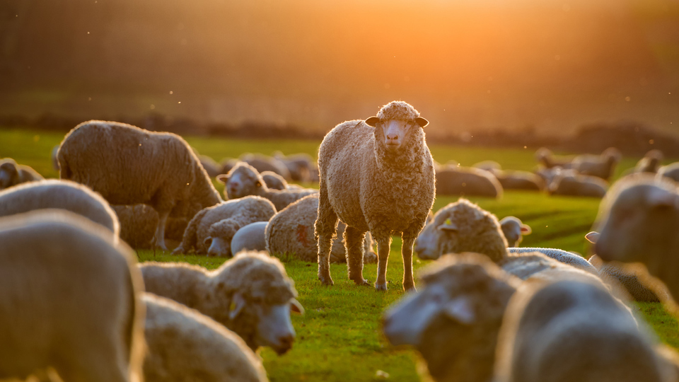 Koyun türleri ve çeşitleri nelerdir?