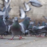 Güvercin türleri ve çeşitleri nelerdir?