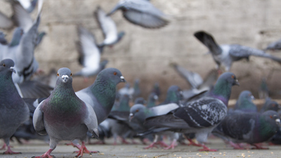 Güvercin türleri ve çeşitleri nelerdir?