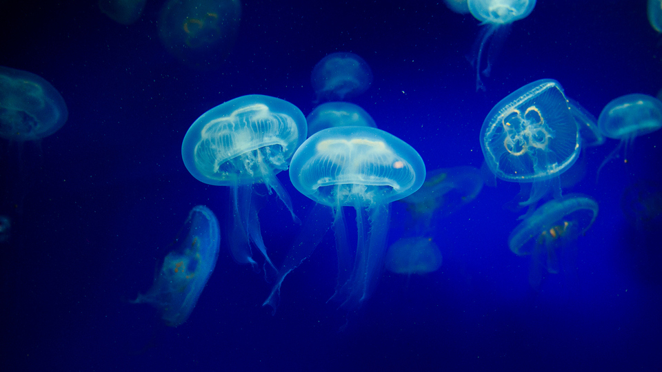 Deniz anası türleri ve çeşitleri nelerdir?