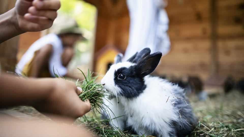 Tavşan türleri ve çeşitleri nelerdir?