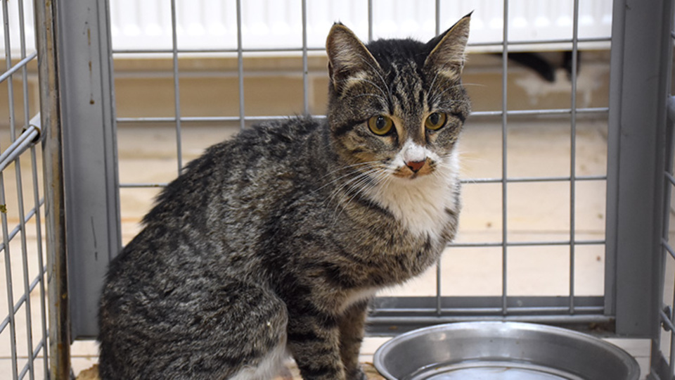 Enkazdan çıkarılan kedi, İzmir'deki sahibini bekliyor