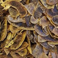 Açlık otu doğru kullanımı